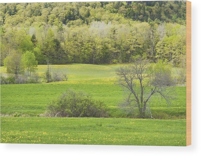 Spring Wood Print featuring the photograph Spring Farm Landscape With Dandelion bloom in Maine #4 by Keith Webber Jr