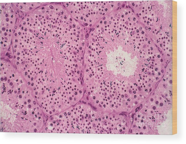 Science Wood Print featuring the photograph Testis Of A Monkey Lm #4 by M. I. Walker