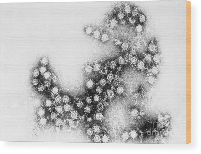 Transmission Electron Micrograph Wood Print featuring the Coxsackie B4 Virus, Tem #5 by Science Source