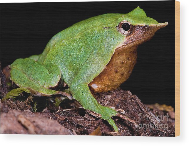 Darwin's Frogs Wood Print featuring the photograph Darwins Frog by Dante Fenolio