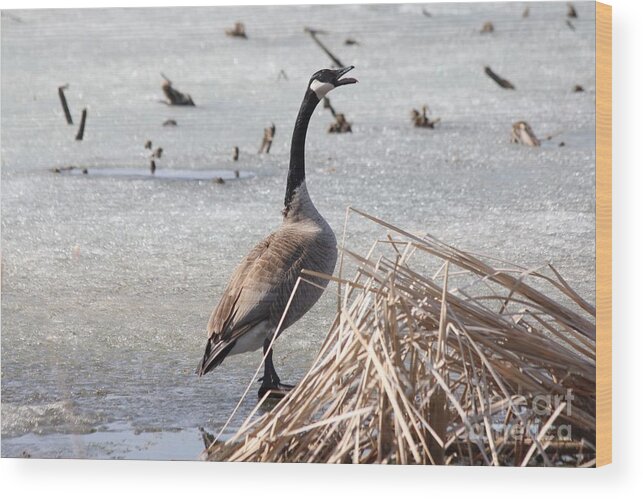 Goose Wood Print featuring the photograph Goose #5 by Lori Tordsen