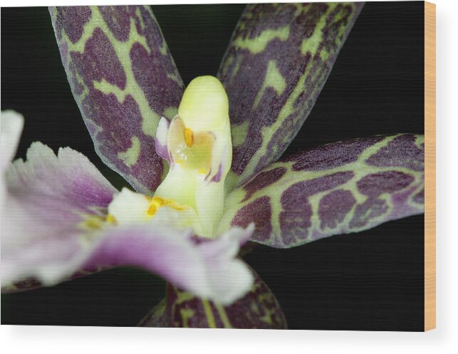 Ribet Wood Print featuring the photograph Orchid Flower Bloom #5 by C Ribet