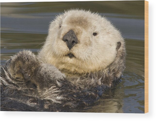 00429684 Wood Print featuring the photograph Sea Otter Elkhorn Slough Monterey Bay #6 by Sebastian Kennerknecht