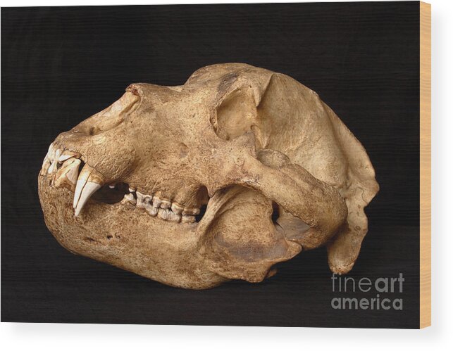Alaskan Brown Bear Wood Print featuring the photograph Kodiak Bear Skull #9 by Ted Kinsman