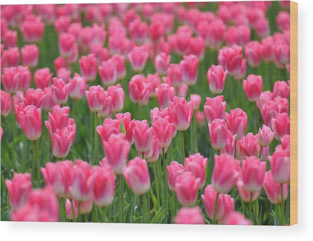 Pink Flowers Wood Print featuring the photograph A Field of Pink Tulips by Ronda Broatch