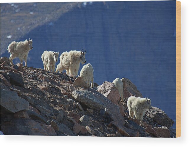 Mountain Goats; Posing; Group Photo; Baby Goat; Nature; Colorado; Crowd; Baby Goat; Mountain Goat Baby; Happy; Joy; Nature; Brothers Wood Print featuring the photograph The Field Trip by Jim Garrison