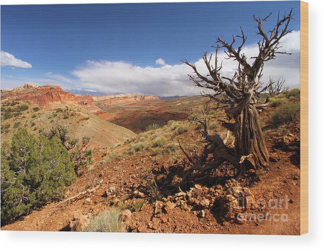 Capitol Reef National Park Wood Print featuring the photograph A Hard Life by Adam Jewell