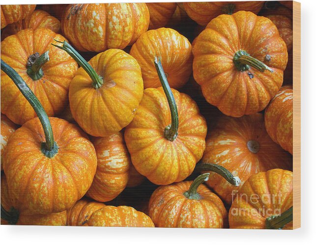 Pumpkins Wood Print featuring the photograph A Peck Of Pumpkins by Kami McKeon