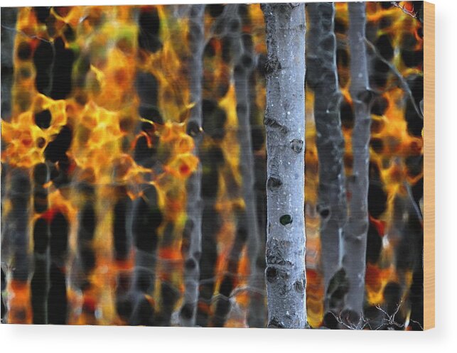 Autumn Colors Wood Print featuring the photograph Ablaze in Color by Andrea Kollo