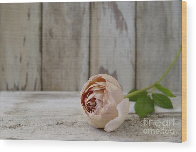 Pink Wood Print featuring the photograph Abraham Darby by Cindy Garber Iverson