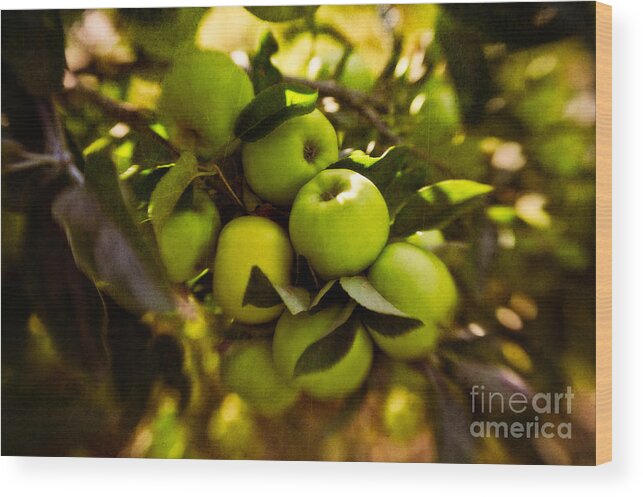 Apple Wood Print featuring the photograph Abundant Harvest by Venetta Archer