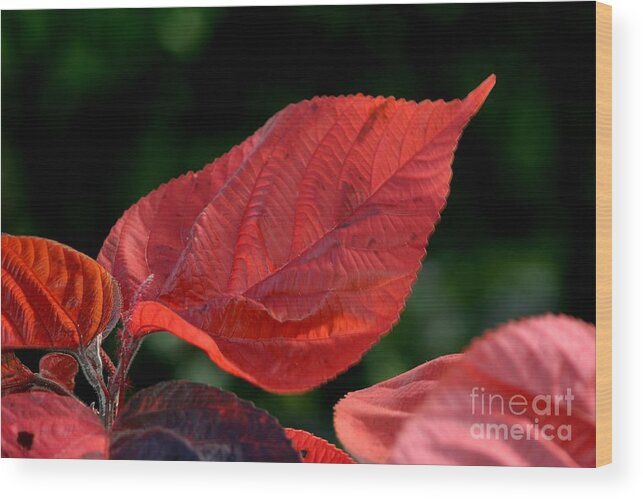 Plant Wood Print featuring the photograph Acalypha by Living Color Photography Lorraine Lynch