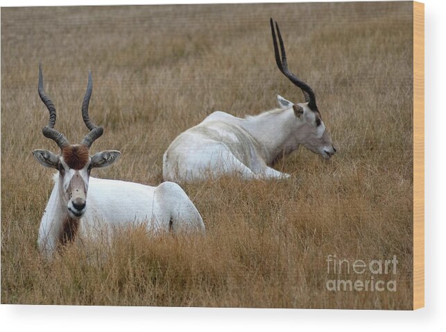 Addax Antelope Wood Print featuring the photograph Addax Antelope Duo by Charles Lupica