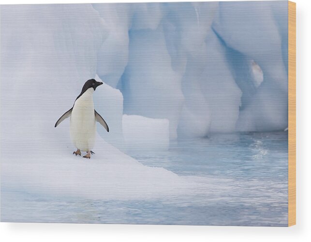00761838 Wood Print featuring the photograph Adelie Penguin On Melting Iceberg by Suzi Eszterhas
