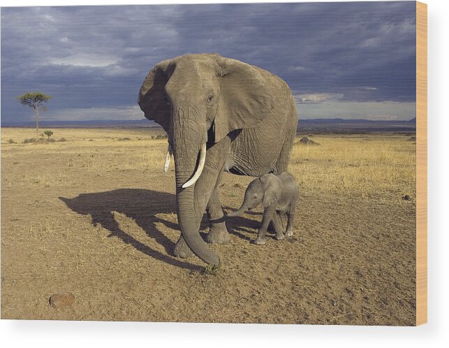 00784044 Wood Print featuring the photograph African Elephant Mother And Calf Masai by Suzi Eszterhas
