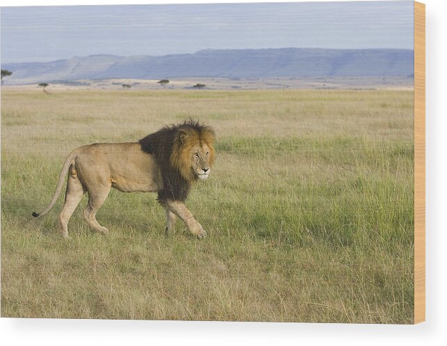 00784079 Wood Print featuring the photograph African Lion Male On Grassland Masai by Suzi Eszterhas