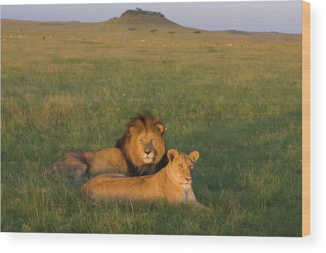 Mp Wood Print featuring the photograph African Lion Panthera Leo Male by Suzi Eszterhas