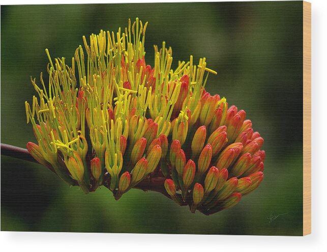 Photograph Wood Print featuring the photograph Agave Bloom by Vicki Pelham