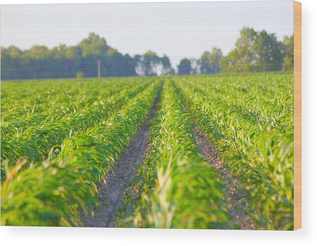 Crop Wood Print featuring the photograph Agriculture- Corn 1 by Karen Wagner