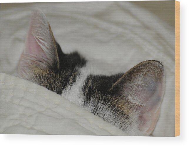 Cat Wood Print featuring the photograph All Ears by Wanda Brandon