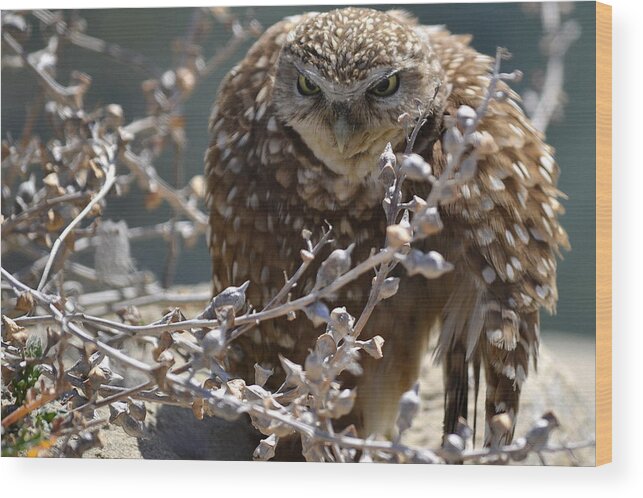 Burrowing Owl Wood Print featuring the photograph All Puffed Up by Fraida Gutovich