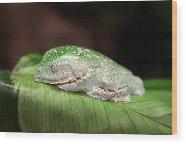Granger Photography Wood Print featuring the photograph Amazon Leaf Frog by Brad Granger