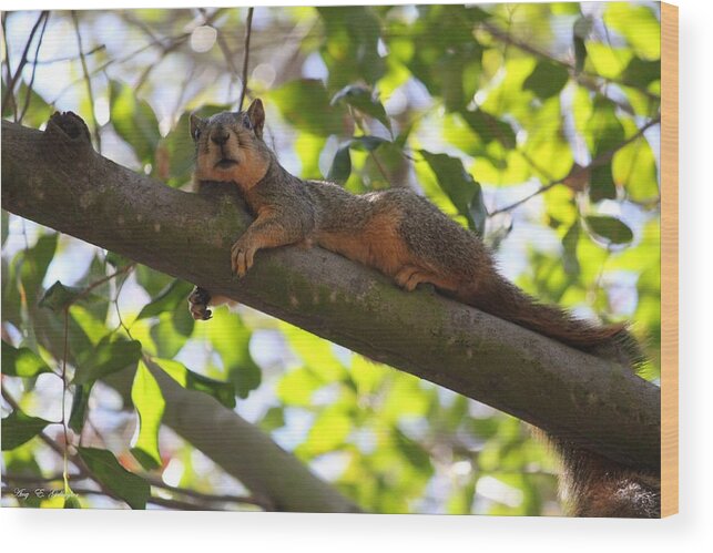  Squirrel Wood Print featuring the photograph An Afternoon Nap by Amy Gallagher