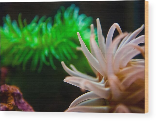Sea Wood Print featuring the photograph Anemone by Joseph Bowman