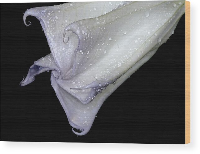 Angel Trumpet Wood Print featuring the photograph Angel Trumpet After The Rain by Diane Giurco
