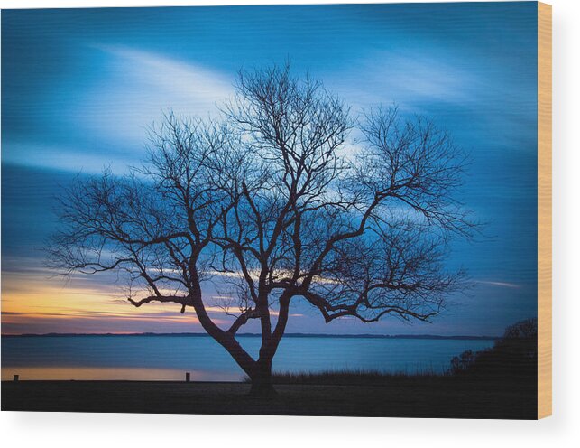 Currituck Wood Print featuring the photograph Another Favorite Tree by Joye Ardyn Durham