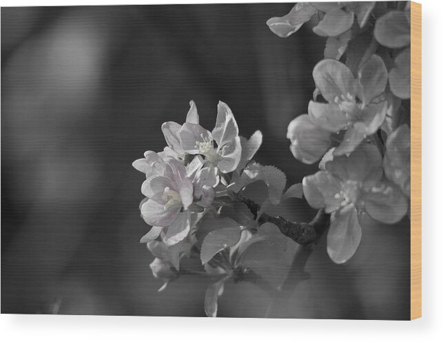 Apple Blossoms Wood Print featuring the photograph Apple Blossom Days by Sue Capuano