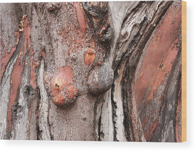 Arbutus Bark Wood Print featuring the photograph Arbutus Nude by Brian Sereda