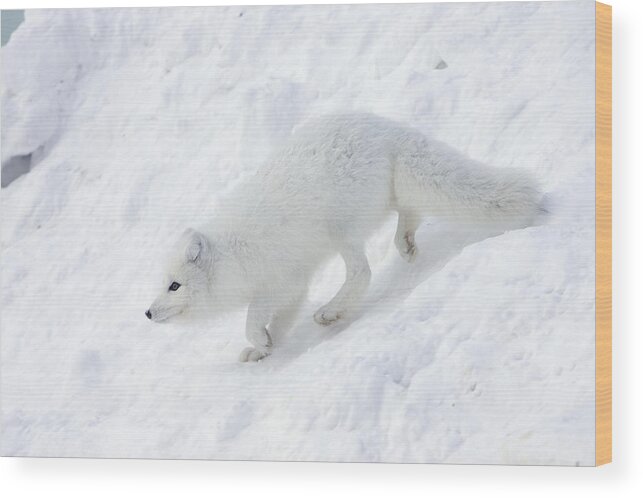 Mp Wood Print featuring the photograph Arctic Fox Alopex Lagopus On Snow Drift by Matthias Breiter
