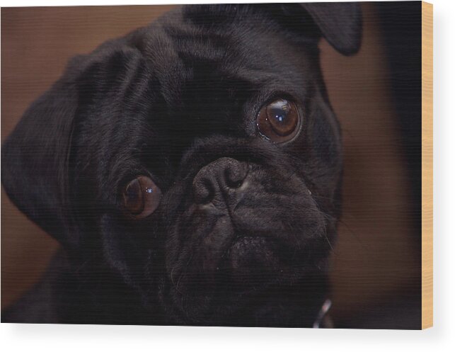 Pug Wood Print featuring the photograph Are you talking to me by Lonnie Niver