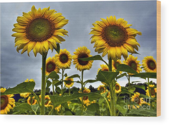 Sunflowers Wood Print featuring the photograph Auntie Em by Brenda Giasson