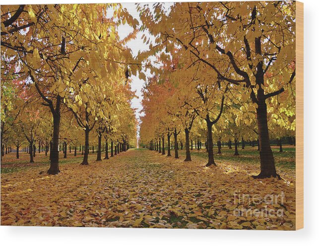 Autumn Wood Print featuring the photograph Autumn Colors at he's Best by Bruno Santoro