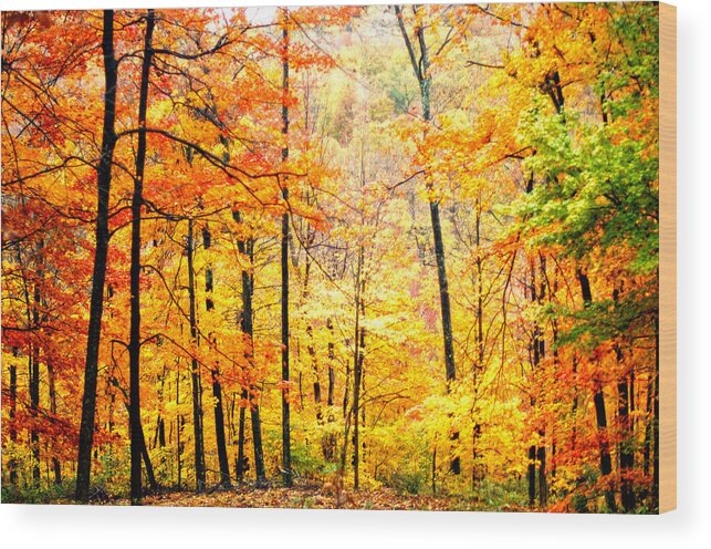 Autumn Wood Print featuring the photograph Autumn Forest by Randall Branham