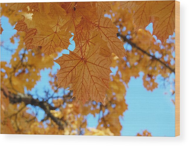 Leaves Wood Print featuring the photograph Autumn Leaves by Margaret Pitcher