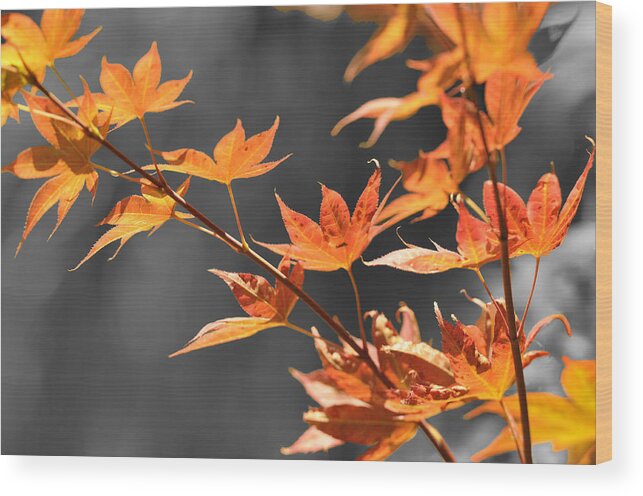 Botanical Wood Print featuring the photograph Autumn Leaves by Sandy Fisher
