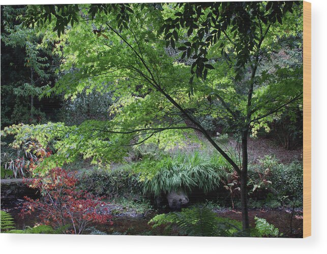 Fall Wood Print featuring the photograph Autumn Maples by Celine Pollard