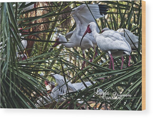 Crane Wood Print featuring the photograph Aviary by Linda Constant