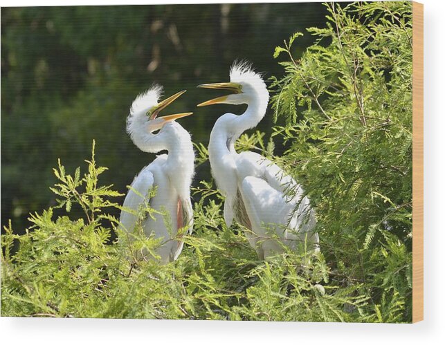 Gallery Wood Print featuring the photograph Baby Egrets Chattering by Bill Hosford