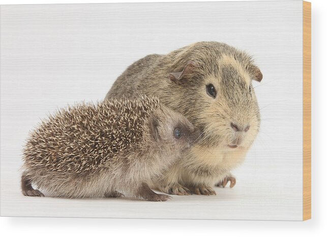 Animal Wood Print featuring the photograph Baby Hedgehog And Guinea Pig by Mark Taylor