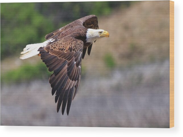 Bald Eagle Wood Print featuring the photograph Bald Eagle by Beth Sargent