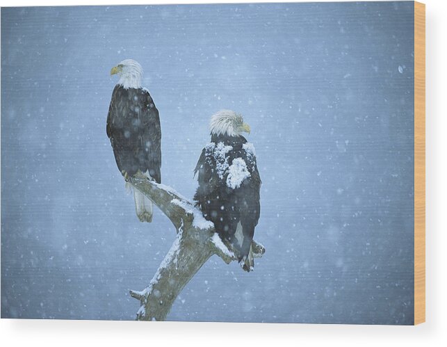 Mp Wood Print featuring the photograph Bald Eagle Haliaeetus Leucocephalus by Tom Vezo