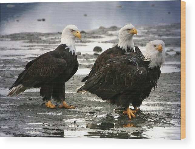 Bald Eagle Wood Print featuring the digital art Bald Eagle Trio by Carrie OBrien Sibley