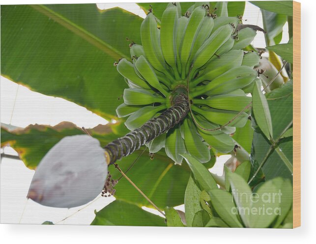 Bananas Wood Print featuring the photograph Bananas by Yurix Sardinelly
