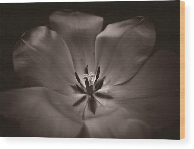 Flower Wood Print featuring the photograph Bare by Jason Naudi Photography