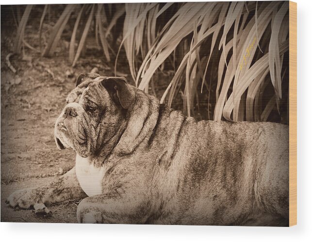 Bulldog Wood Print featuring the photograph Baydie by Jeanette C Landstrom