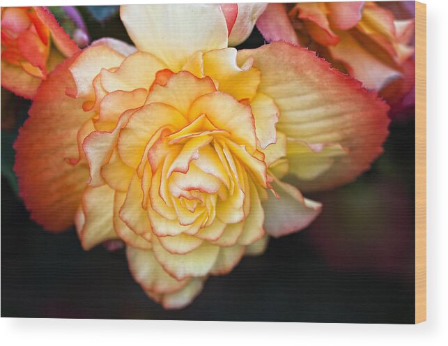 Begonia Wood Print featuring the photograph Be Gentle by Steve Harrington
